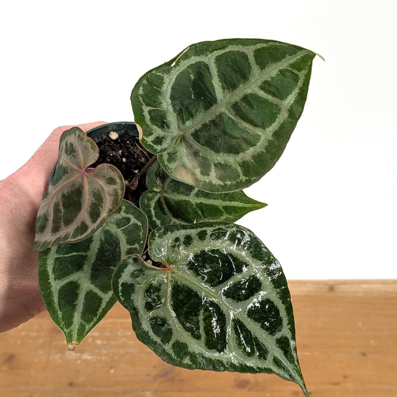 Anthurium Michele x SKG Silver