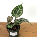 Anthurium Michele x SKG Silver