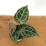 Anthurium Michele x SKG Silver