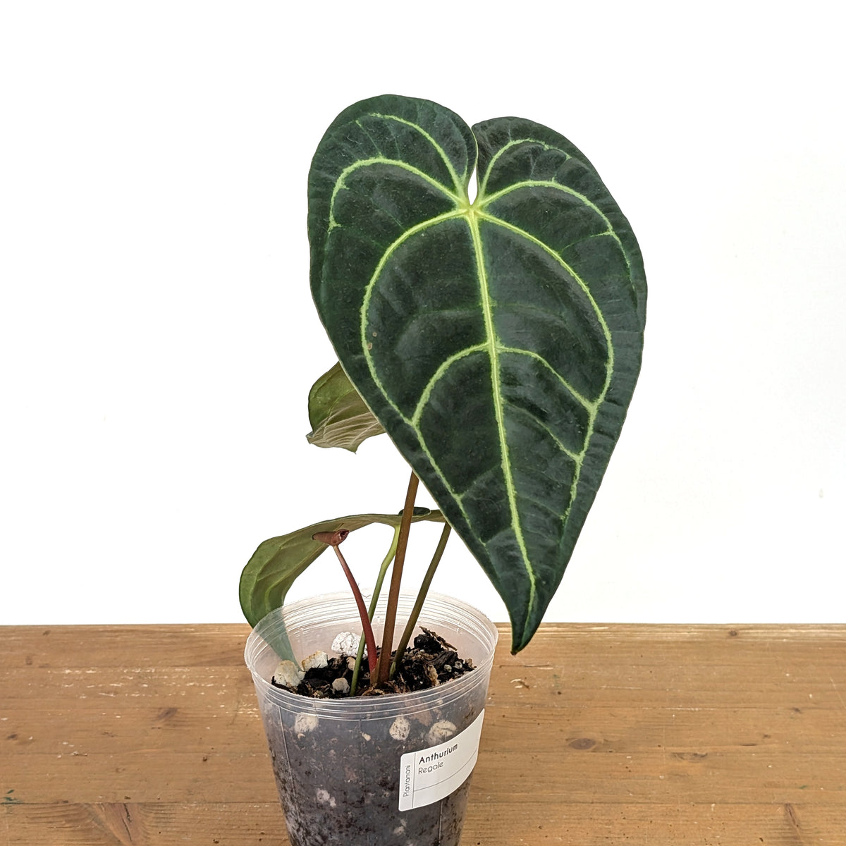 Anthurium Regale