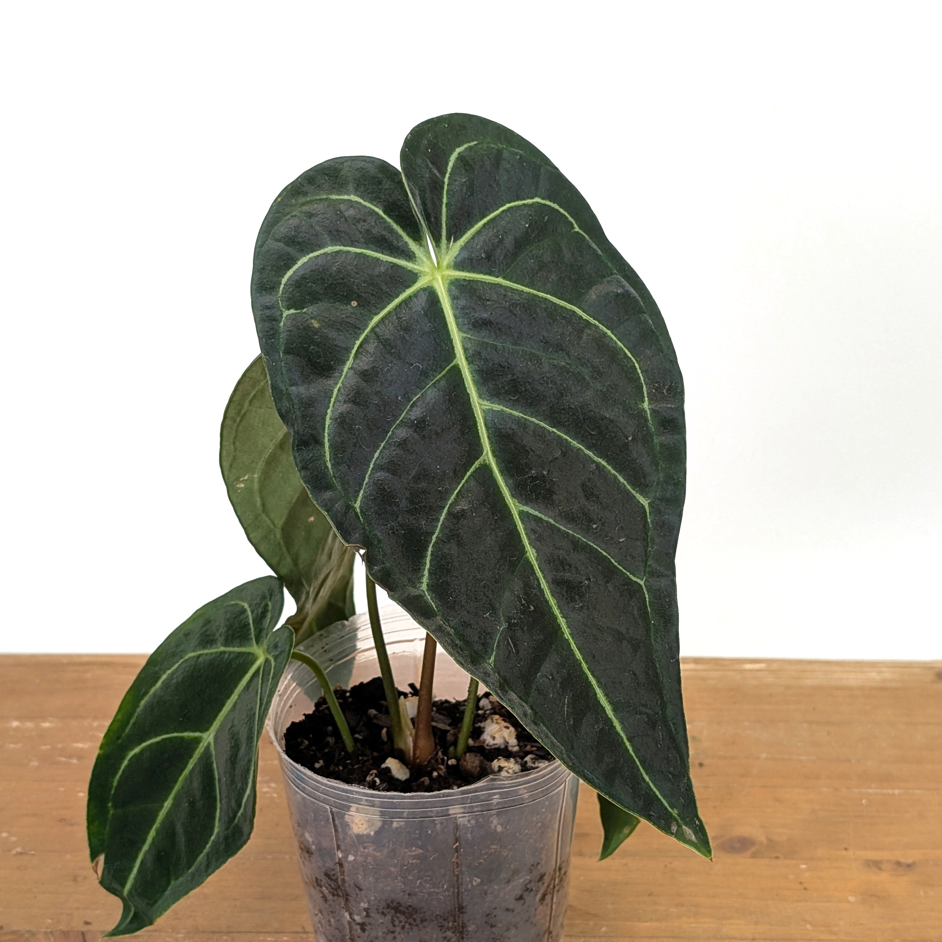 Anthurium Regale - 4 inch and 6 inch pots – Plantamani Plants
