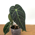 Anthurium Regale