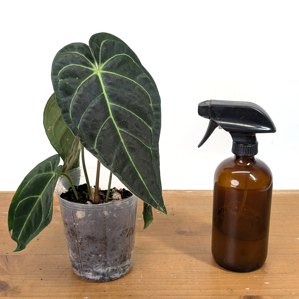 Anthurium Regale