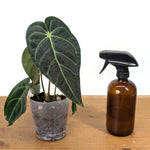 Anthurium Regale