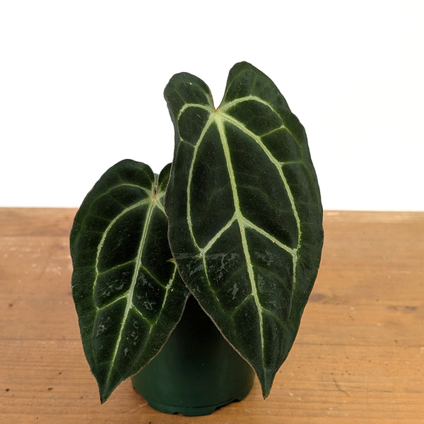 Anthurium Green Glamour x Carlablackiae
