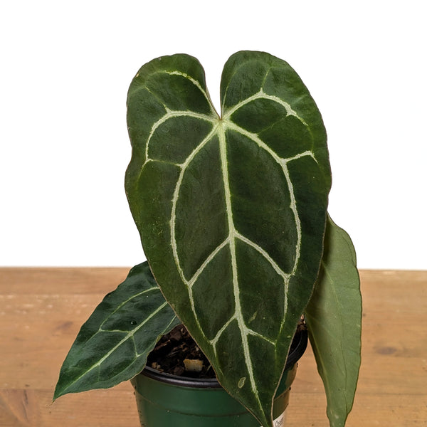 Anthurium Green Glamour x Carlablackiae