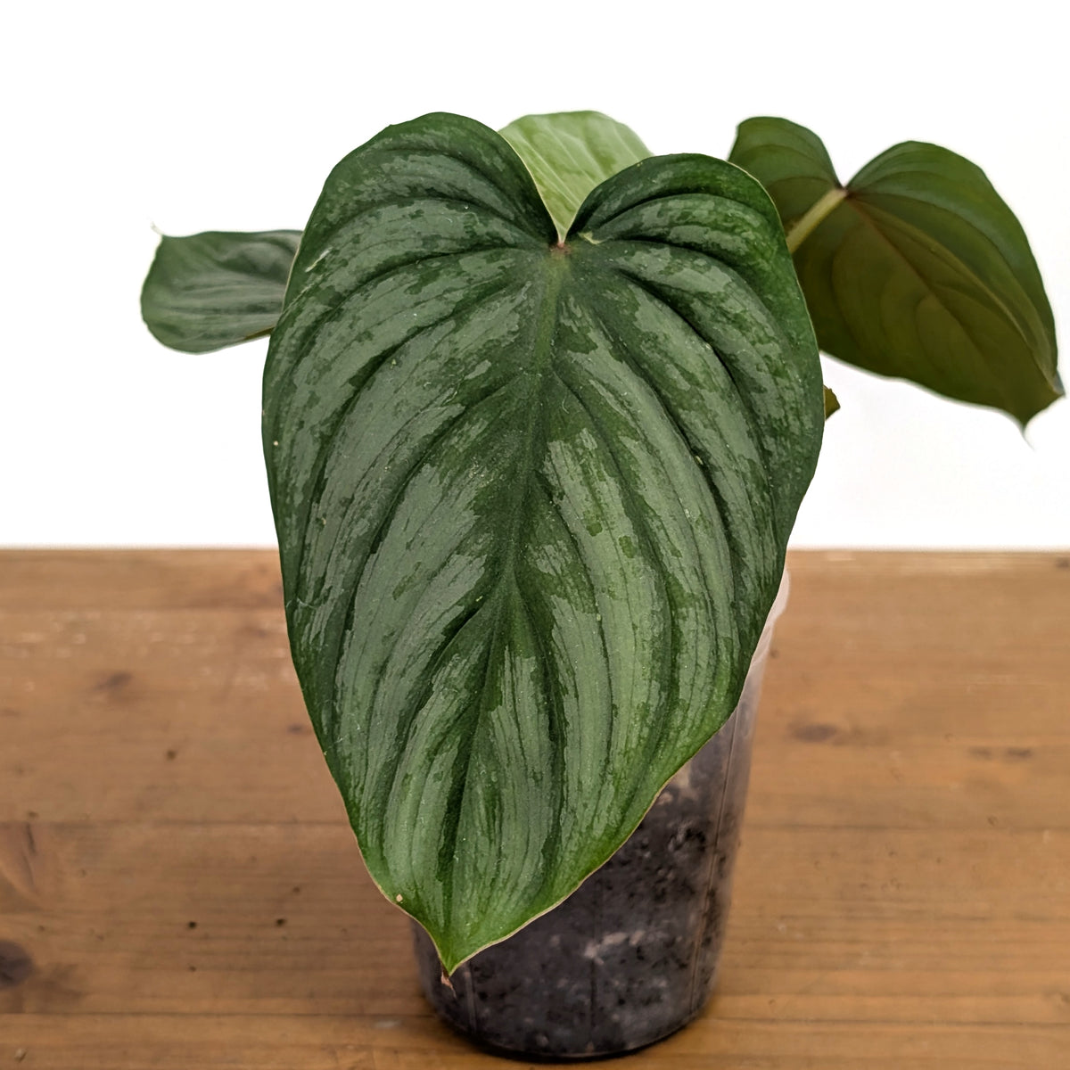 Philodendron Sodiroi
