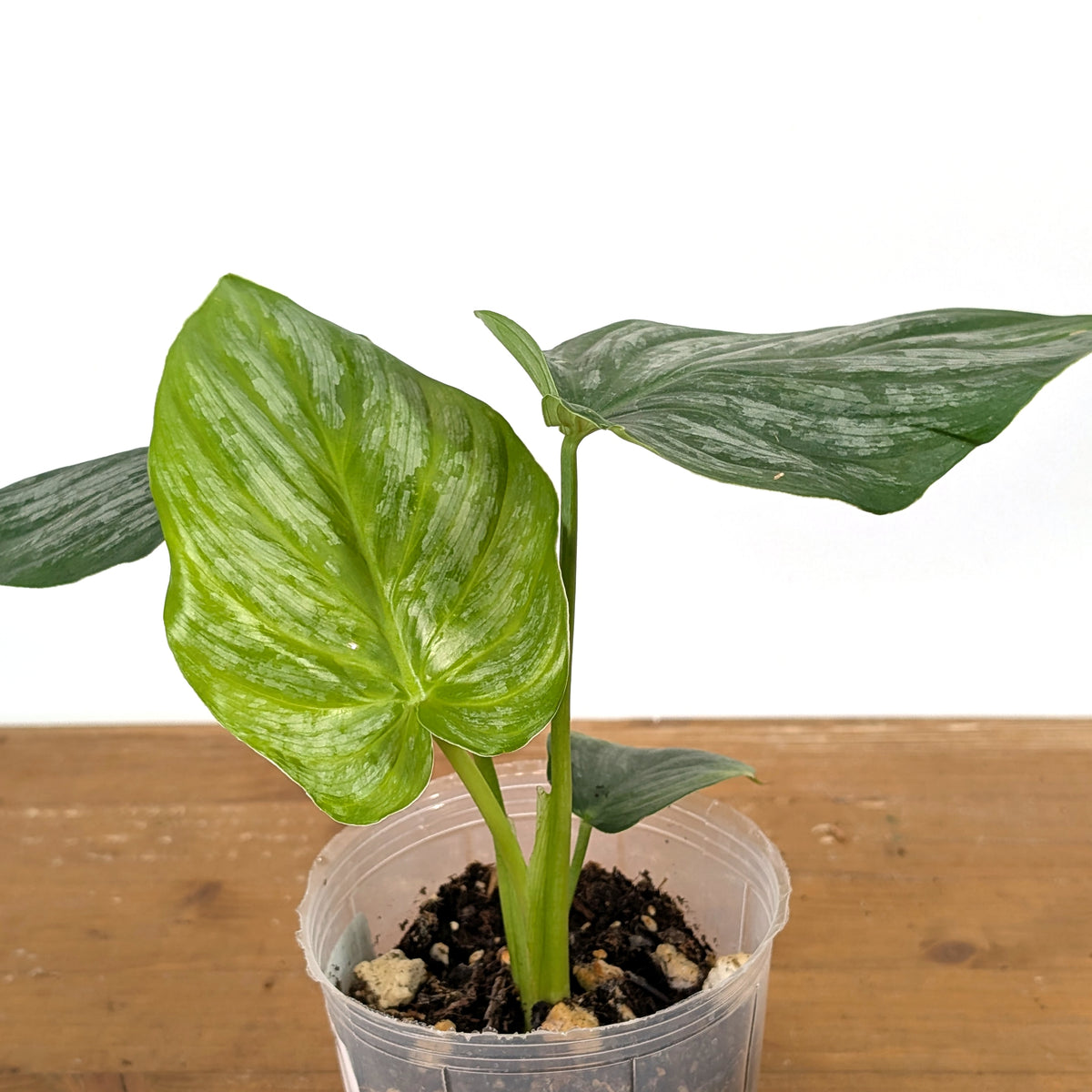 Philodendron Sodiroi