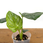 Philodendron Sodiroi
