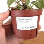 Philodendron Shady Lady - Exact Plant #13B in 4 Inch Pot