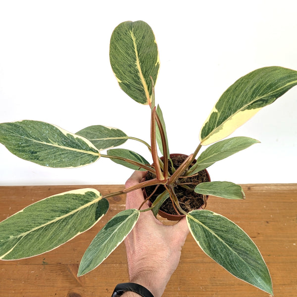 Philodendron Shady Lady - Exact Plant #13B in 4 Inch Pot