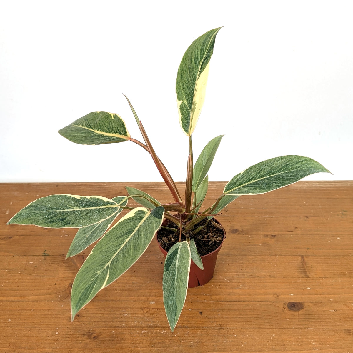 Philodendron Shady Lady - Exact Plant #13B in 4 Inch Pot