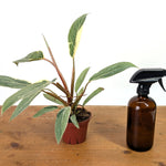 Philodendron Shady Lady - Exact Plant #13B in 4 Inch Pot