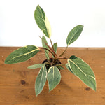 Philodendron Shady Lady - Exact Plant #13B in 4 Inch Pot