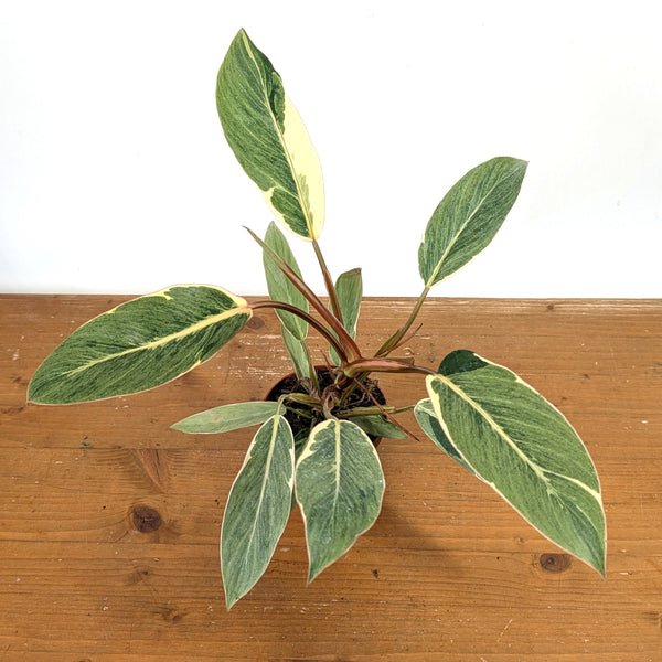 Philodendron Shady Lady - Exact Plant #13B in 4 Inch Pot