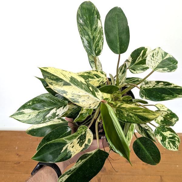 Philodendron Emerald King - Exact Plant #13A in 6 Inch Pot