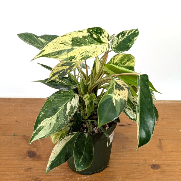 Philodendron Emerald King - Exact Plant #13A in 6 Inch Pot