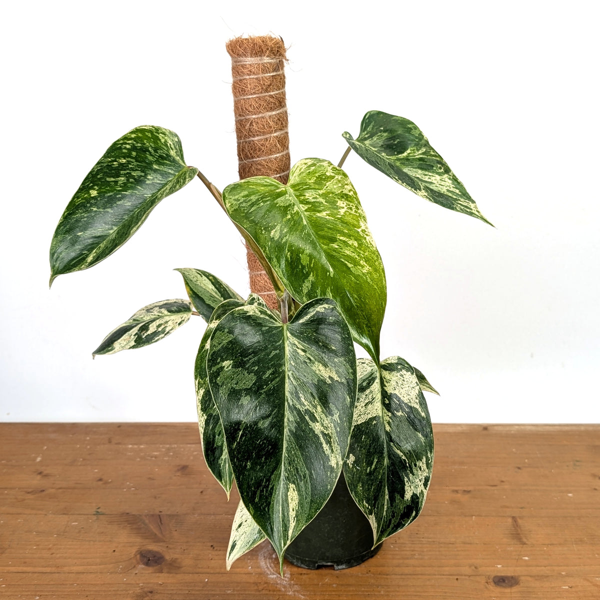 Philodendron Emerald King - Exact Plant #13B in 6 Inch Pot