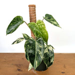 Philodendron Emerald King - Exact Plant #13B in 6 Inch Pot