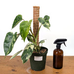Philodendron Emerald King - Exact Plant #13B in 6 Inch Pot