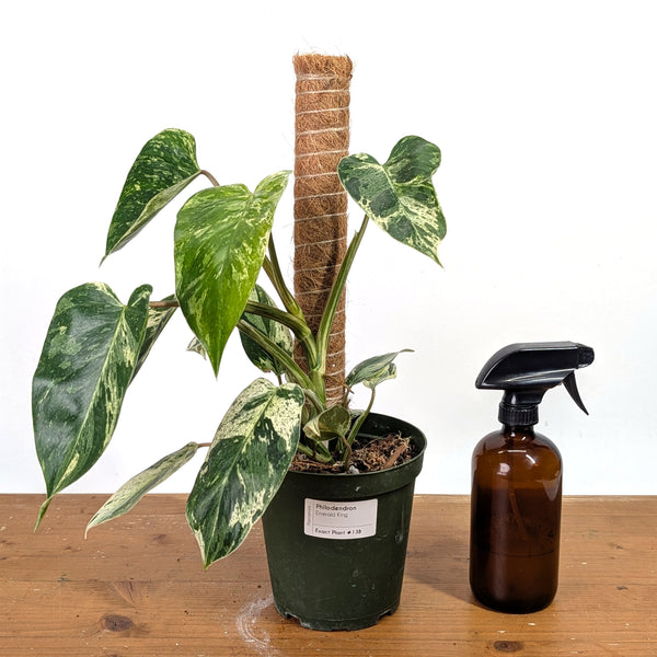 Philodendron Emerald King - Exact Plant #13B in 6 Inch Pot