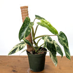 Philodendron Emerald King - Exact Plant #13B in 6 Inch Pot