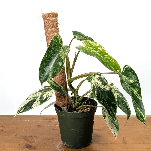 Philodendron Emerald King - Exact Plant #13B in 6 Inch Pot