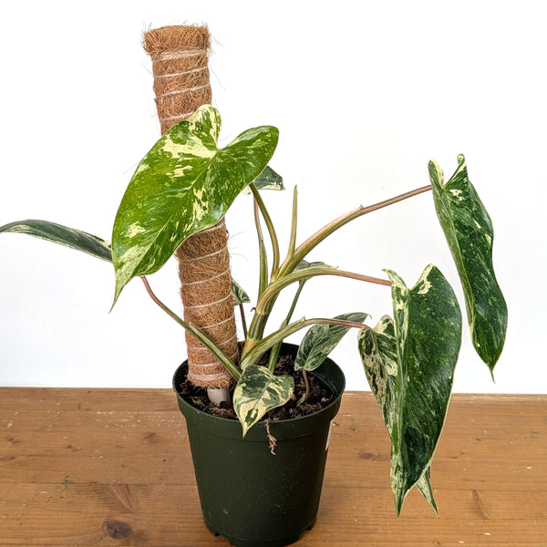 Philodendron Emerald King - Exact Plant #13C in 6 Inch Pot (Copy)