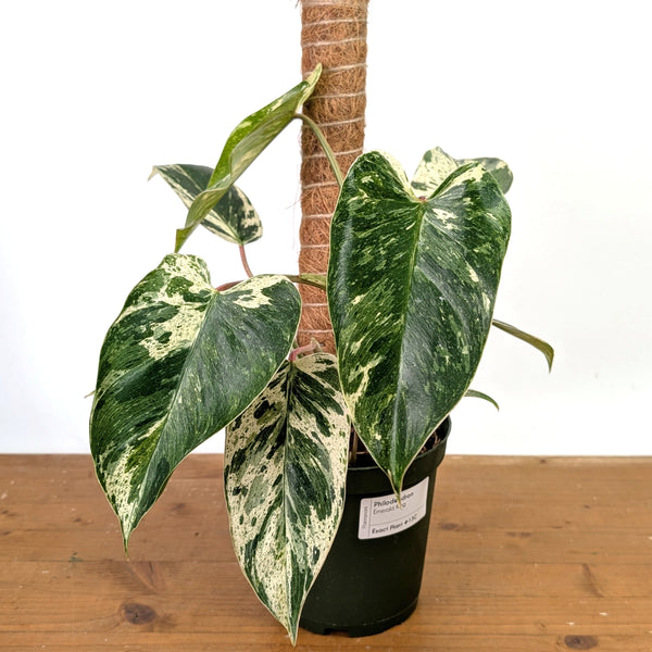 Philodendron Emerald King - Exact Plant #13C in 6 Inch Pot (Copy)