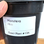 Monstera Albo - Exact Plant 4 Inch Pot #13A