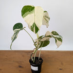 Monstera Albo - Exact Plant 4 Inch Pot #13A