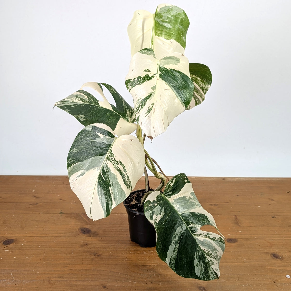 Monstera Albo - Exact Plant 4 Inch Pot #13A