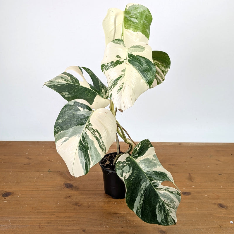 Monstera Albo - Exact Plant 4 Inch Pot #13A
