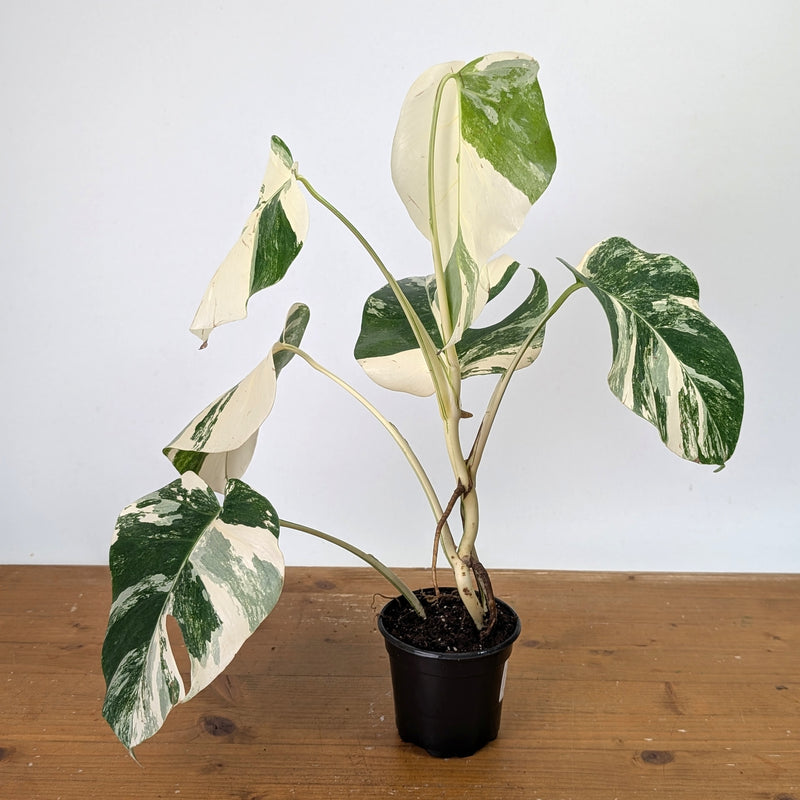 Monstera Albo - Exact Plant 4 Inch Pot #13A