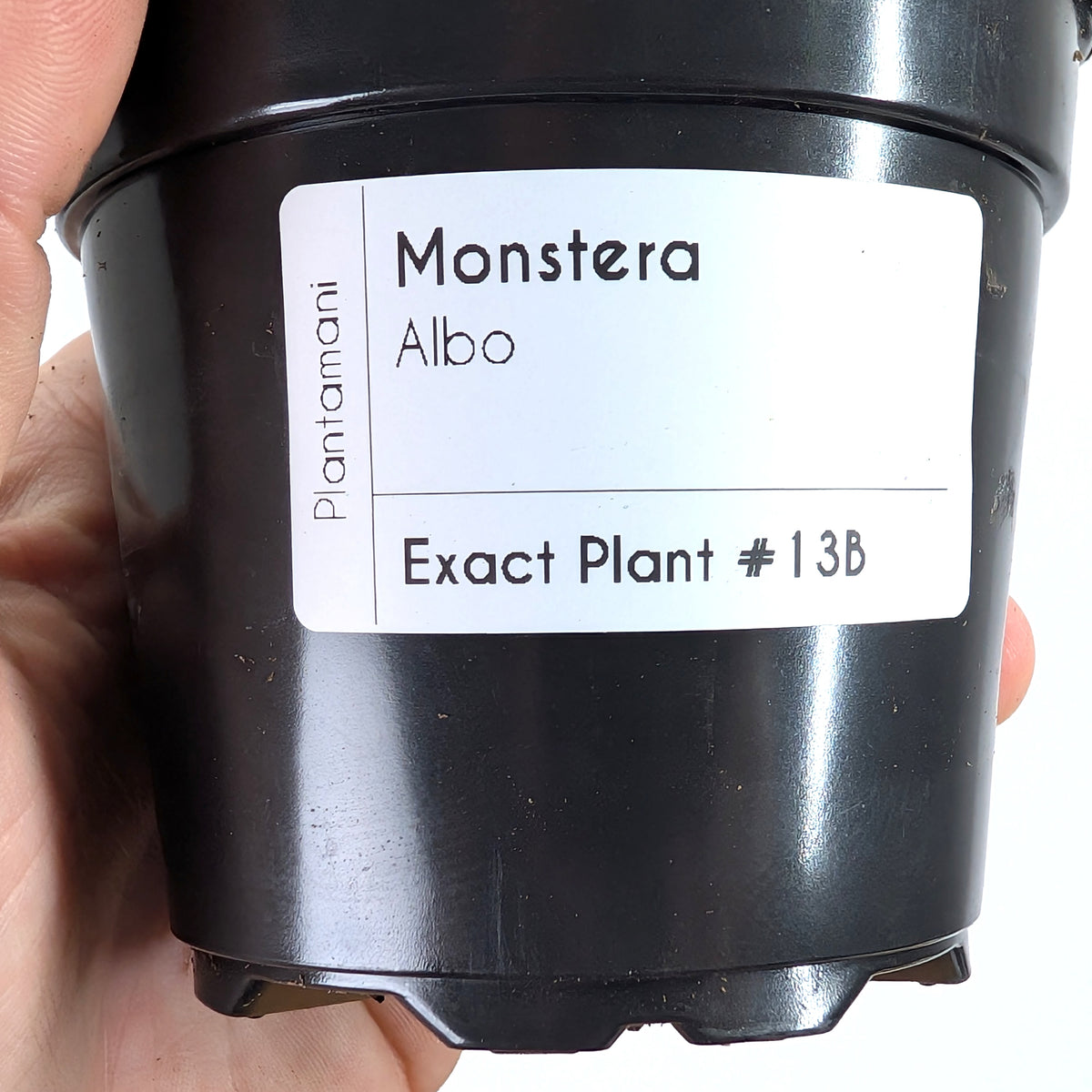Monstera Albo - Exact Plant 4 Inch Pot #13B