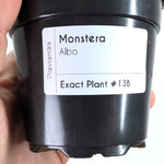 Monstera Albo - Exact Plant 4 Inch Pot #13B
