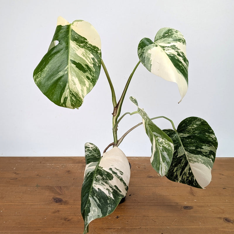 Monstera Albo - Exact Plant 4 Inch Pot #13B