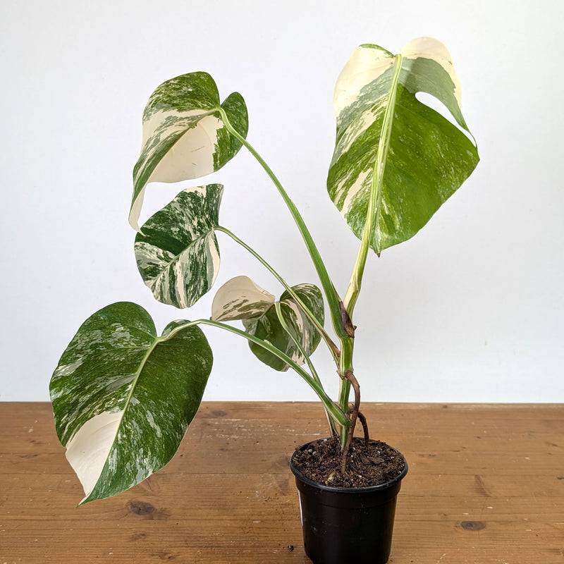 Monstera Albo - Exact Plant 4 Inch Pot #13B