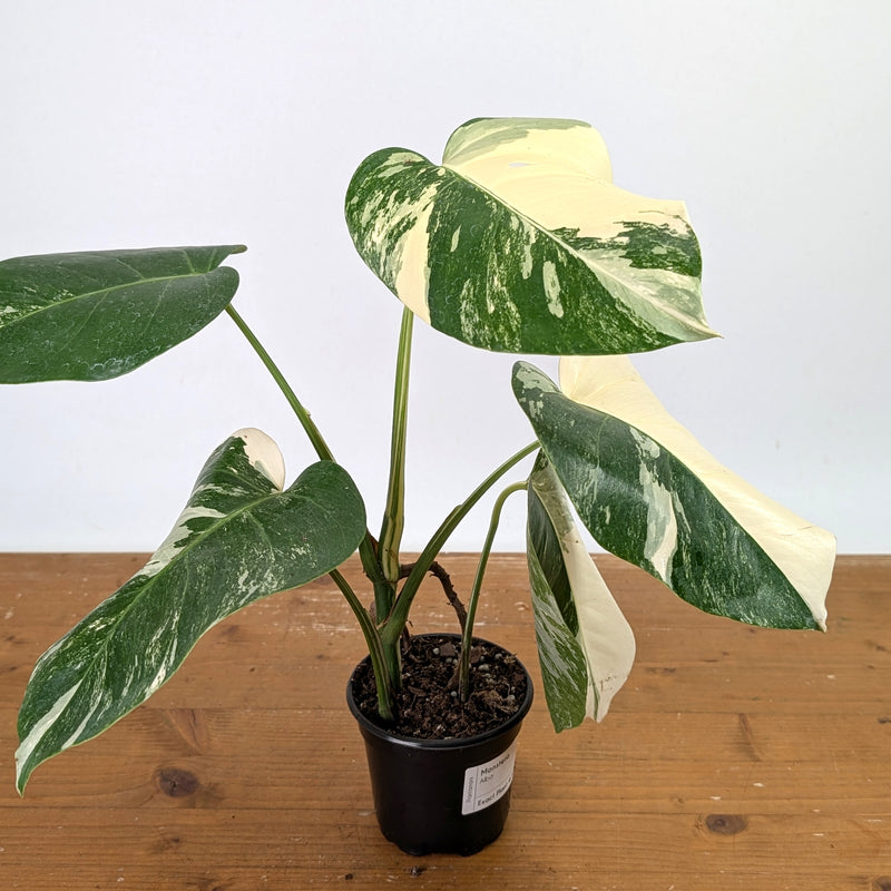 Monstera Albo - Exact Plant 4 Inch Pot #13C Half Moon