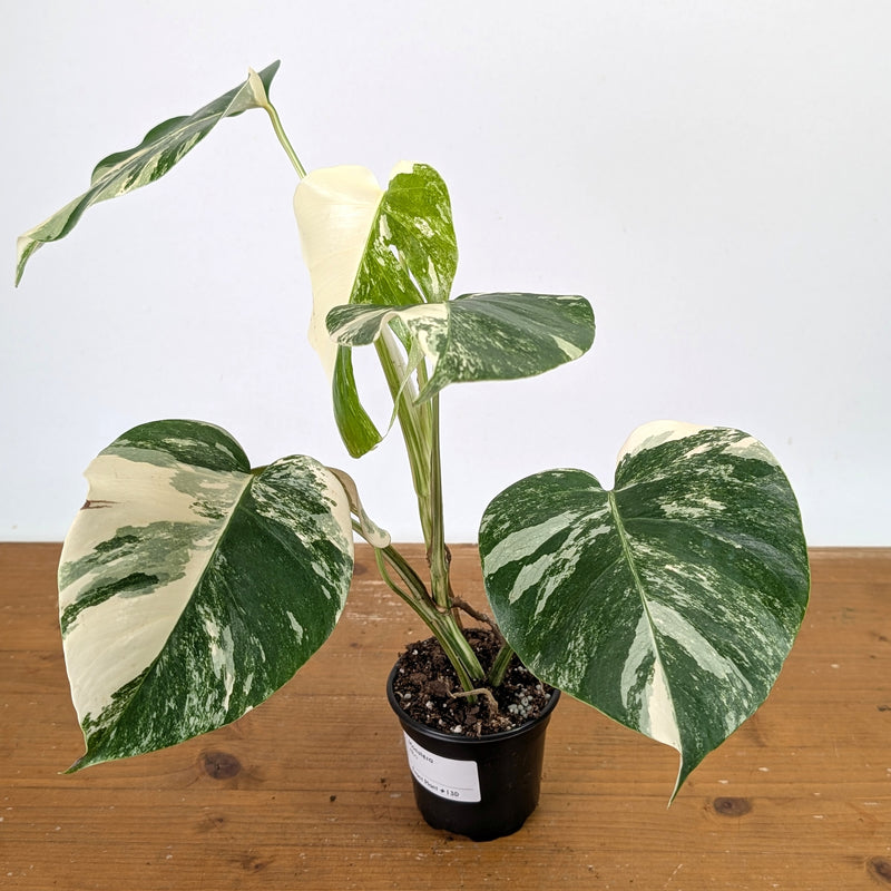 Monstera Albo - Exact Plant 4 Inch Pot #13D Half Moon