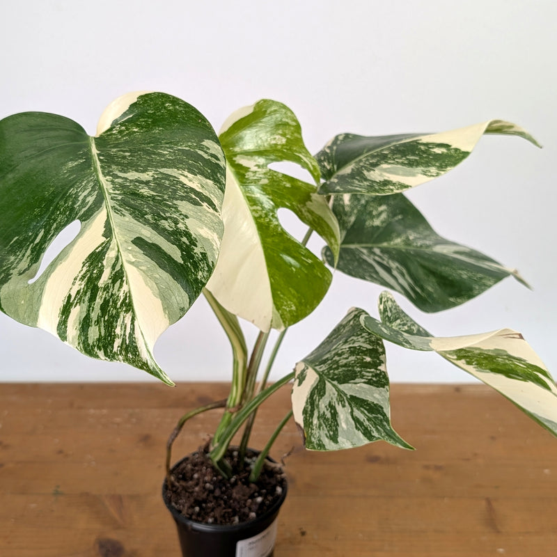 Monstera Albo - Exact Plant 4 Inch Pot #13D Half Moon