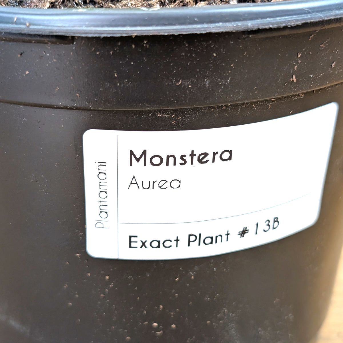 Monstera Aurea - Exact Plant 6 Inch Pot #13B
