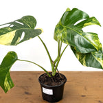 Monstera Aurea - Exact Plant 6 Inch Pot #13B