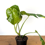 Monstera Aurea - Exact Plant 6 Inch Pot #13B