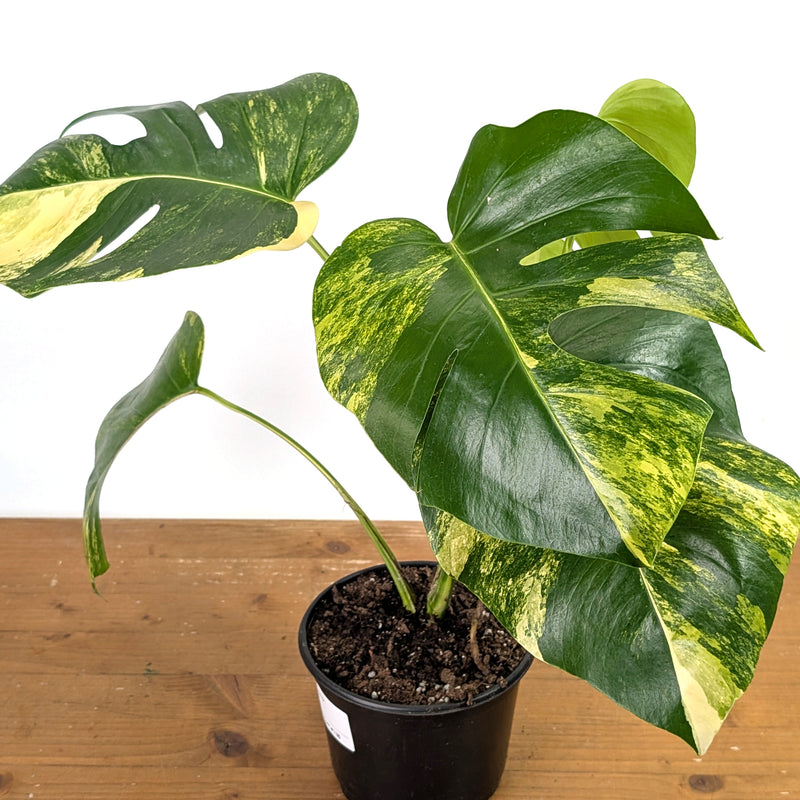 Monstera Aurea - Exact Plant 6 Inch Pot #13B