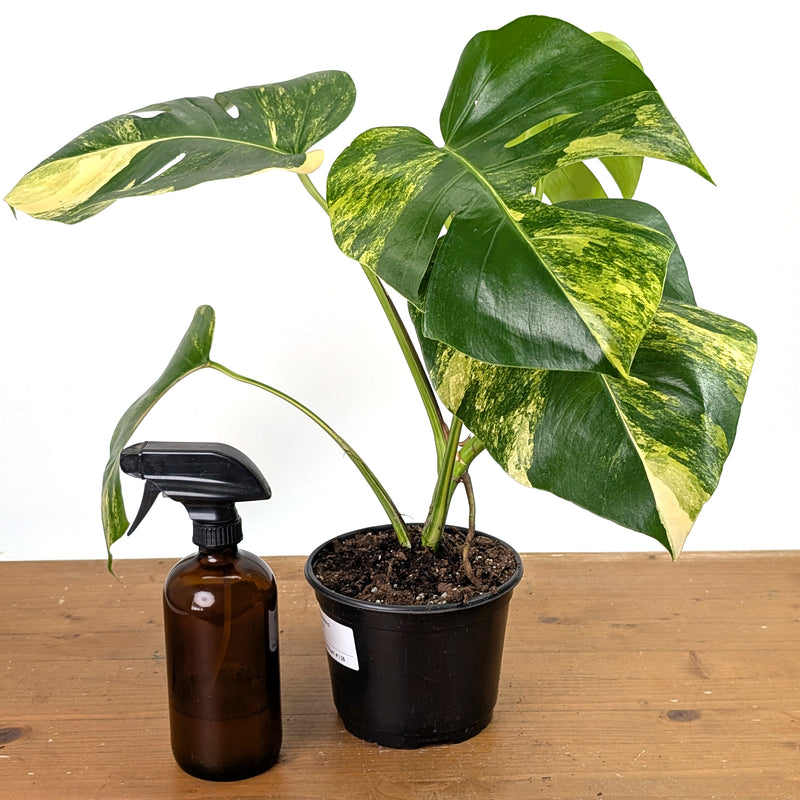 Monstera Aurea - Exact Plant 6 Inch Pot #13B