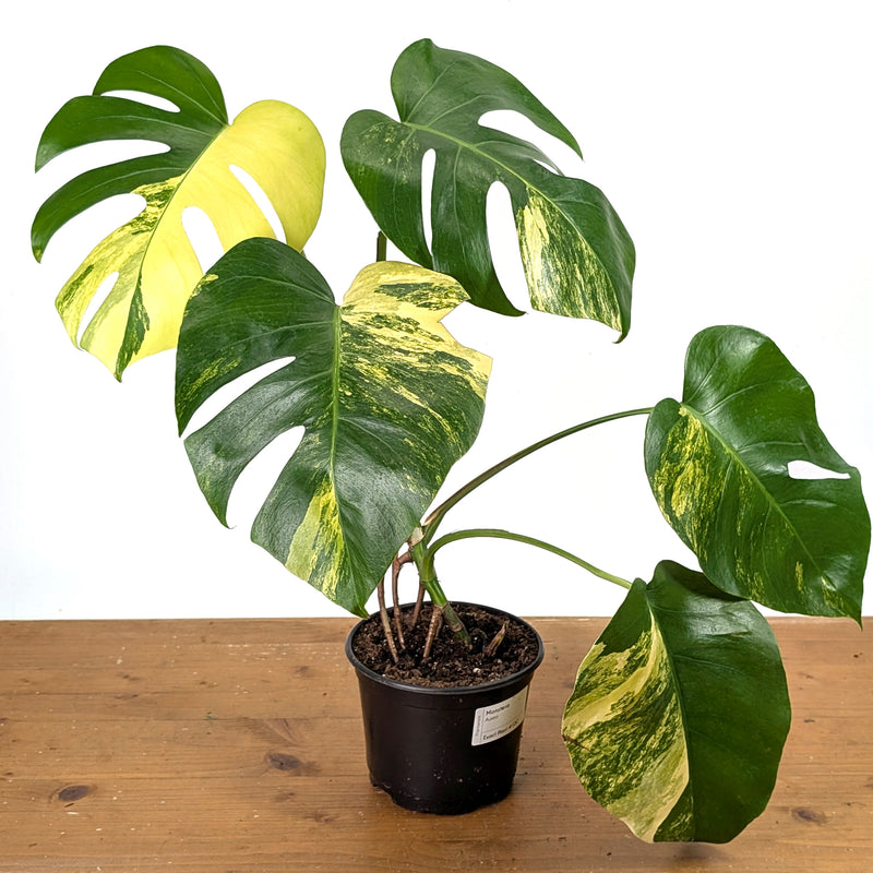 Monstera Yellow Marilyn Aurea
