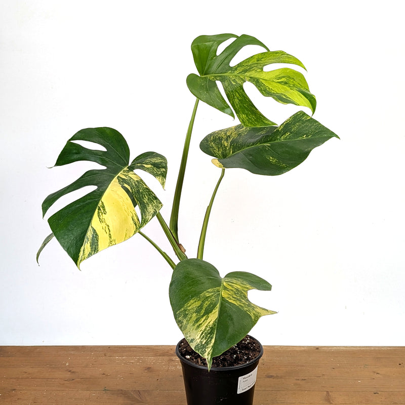 Monstera Aurea - Exact Plant 6 Inch Pot #13E