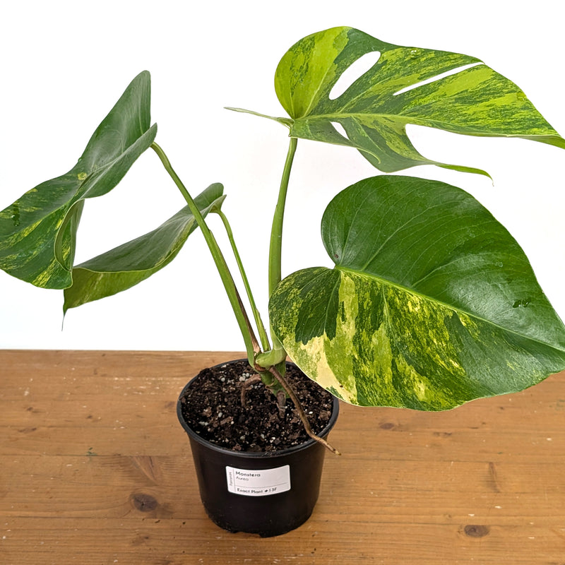 Monstera Aurea - Exact Plant 6 Inch Pot #13F