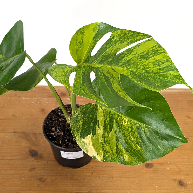Monstera Aurea - Exact Plant 6 Inch Pot #13F
